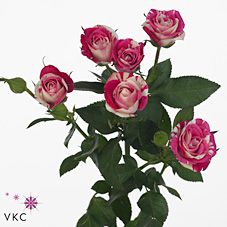 Rose Spray Flash Dance
