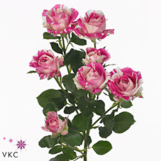 Rose Spray Flashing