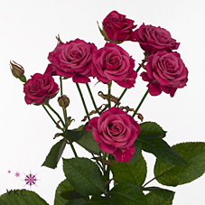 Rose Spray Glorious