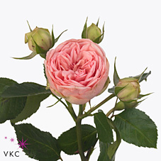 Rose Spray Happy Piano