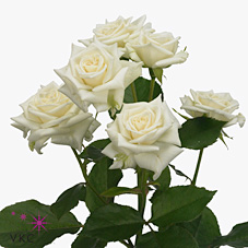 Rose Spray Jeanine