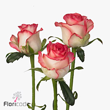 Rose Spray Jumilia