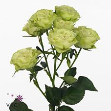 Rose Spray Luviana