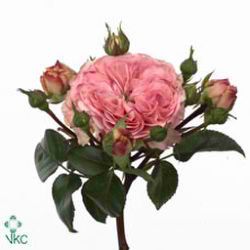 Rose Spray Maria Theresia