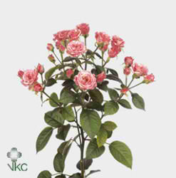 Rose Spray Pink Flash