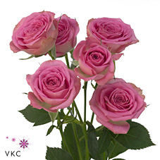 Rose Spray Pink Twister