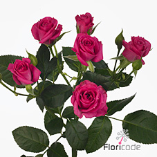 Rose Spray Purple Irischka