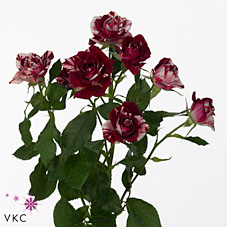 Rose Spray Red Graffiti