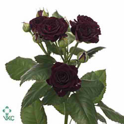 Rose Spray Red Sensation