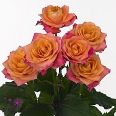Rose Spray Sonora