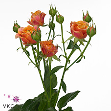 Rose Spray Splash