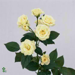 Rose Spray White Lydia