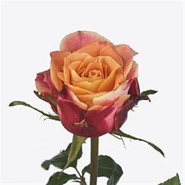 Rose 3D