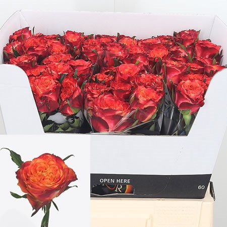 Rose Acapulco