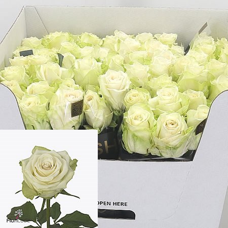 Rose Adalonia 80cm | Wholesale Dutch Flowers & Florist Supplies UK