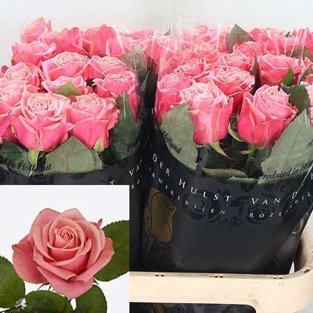 Rose Adele 60cm | Wholesale Dutch Flowers & Florist Supplies UK