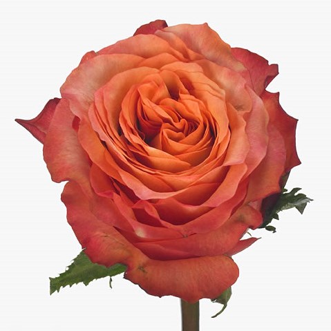 Rose Advance Alhambra