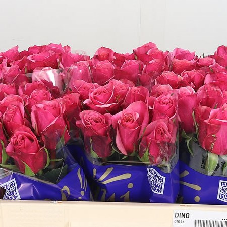 Rose Advance Diamond Jubilee