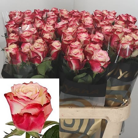 Rose advance sweetness