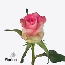 Rose African Jewel