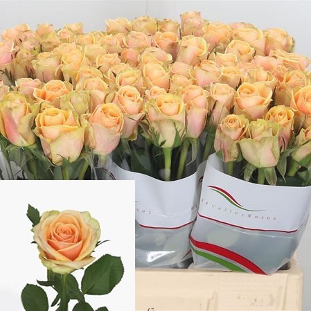 Rose Alchemy 80cm | Wholesale Dutch Flowers & Florist Supplies UK