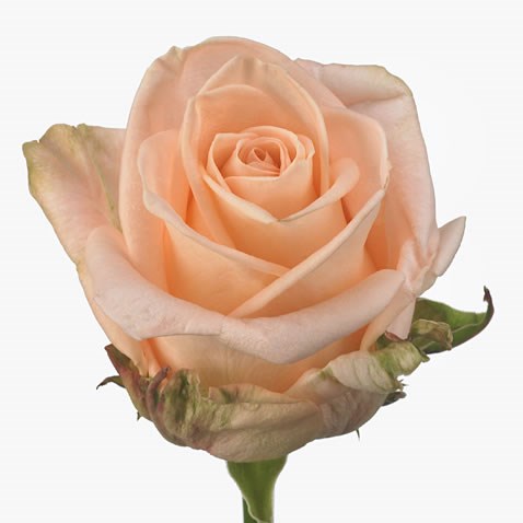 Rose Alina