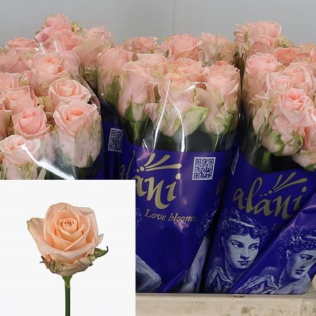 Rose Alina 70cm | Wholesale Dutch Flowers & Florist Supplies UK