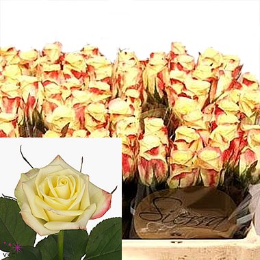 Rose alison