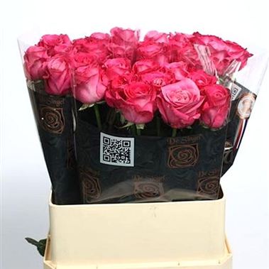 Rose all 4 love