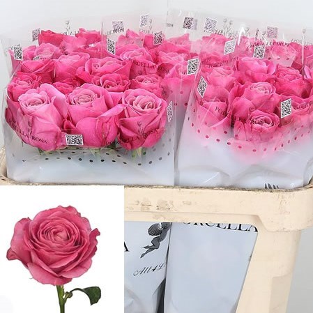 Rose All 4 love