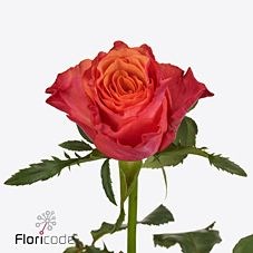 Rose Altamoda