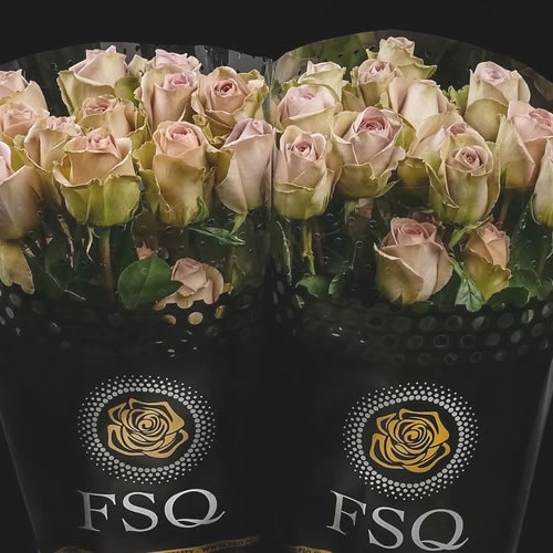 Rose Amnesia (Ecuador Large Heads)