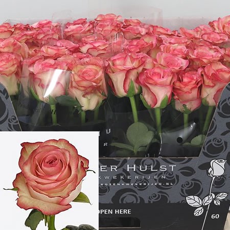 Rose Aprikola