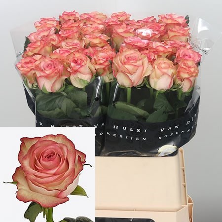Rose Aprikola 70cm | Wholesale Dutch Flowers & Florist Supplies UK