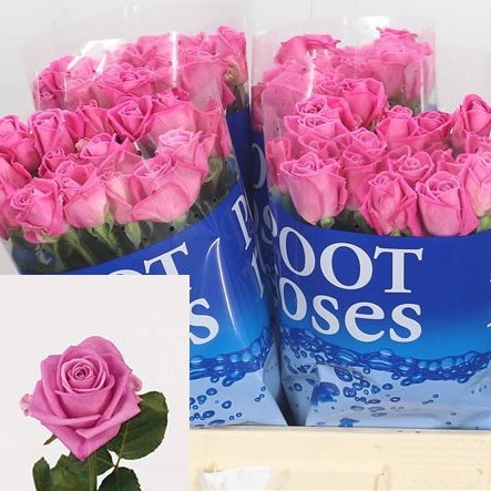 Rose Aqua