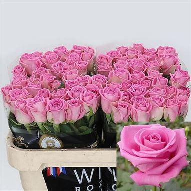 Rose aqua 70cm