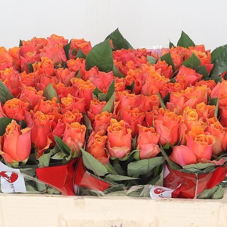 Rose Arancio