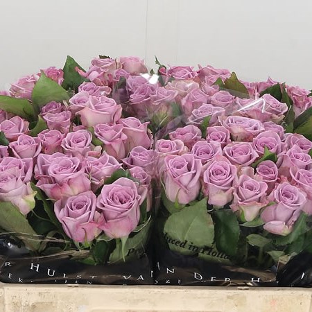 Rose Armando