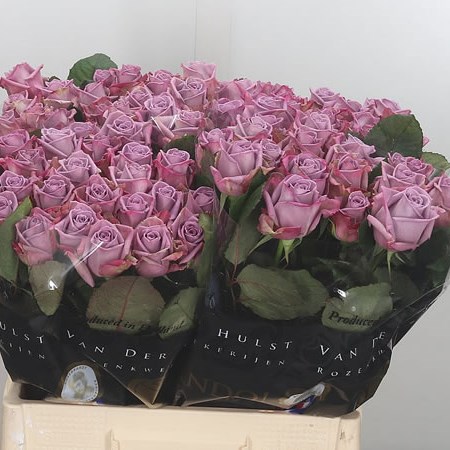 Rose Armando