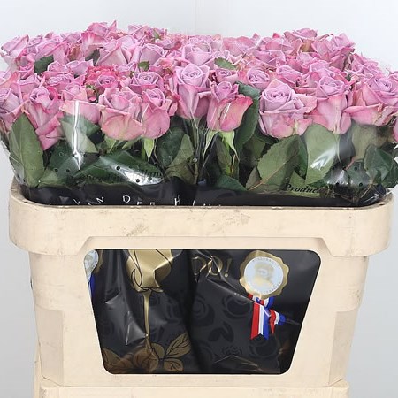 Rose Armando