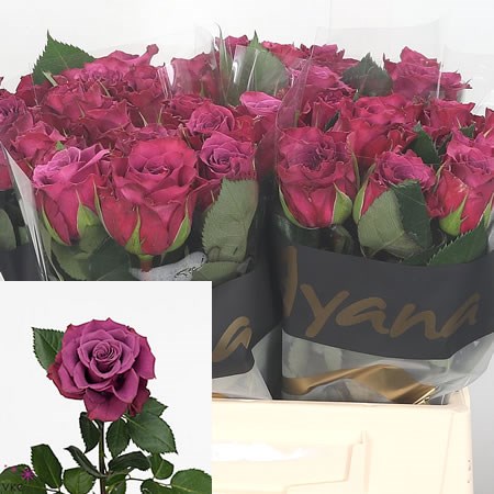 Rose Ascot (Small)