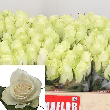 Rose Athena