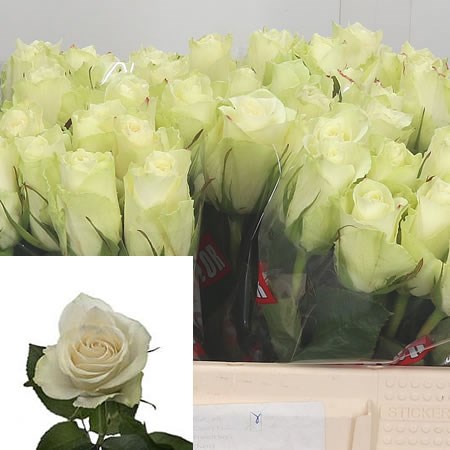 Rose Athena (Small)