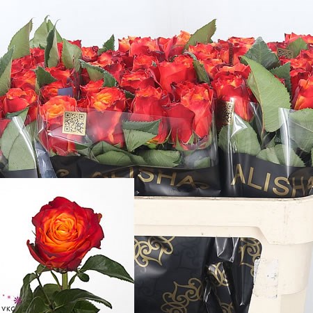 Rose Atomic