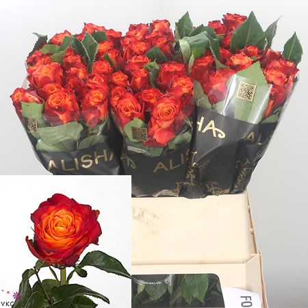 Rose Atomic