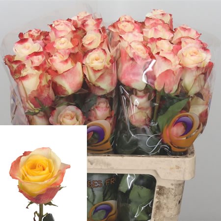 Rose Aubade (Ecuador) 50cm | Wholesale Dutch Flowers & Florist Supplies UK