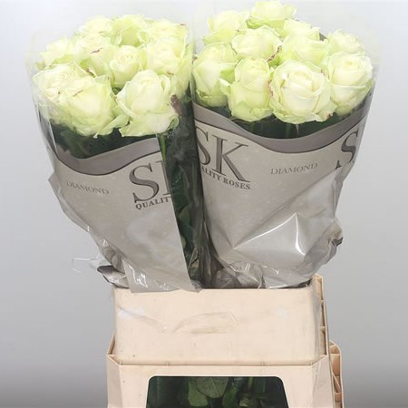 Rose Avalanche