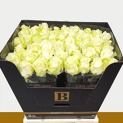 Rose avalanche 70cm