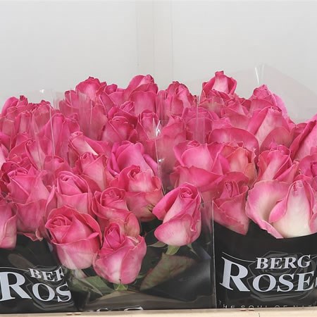 Rose Avalanche Candy