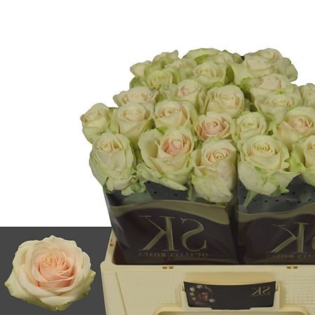 Rose Avalanche Lovely